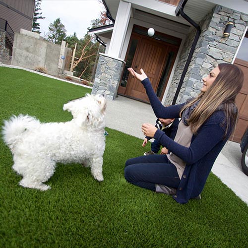 image of Pet friendly artificial grass for your furry friends available at SYNLawn Arizona