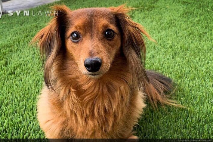 SYNLawn Arizona pets artificial grass safe for dogs cats and all animals